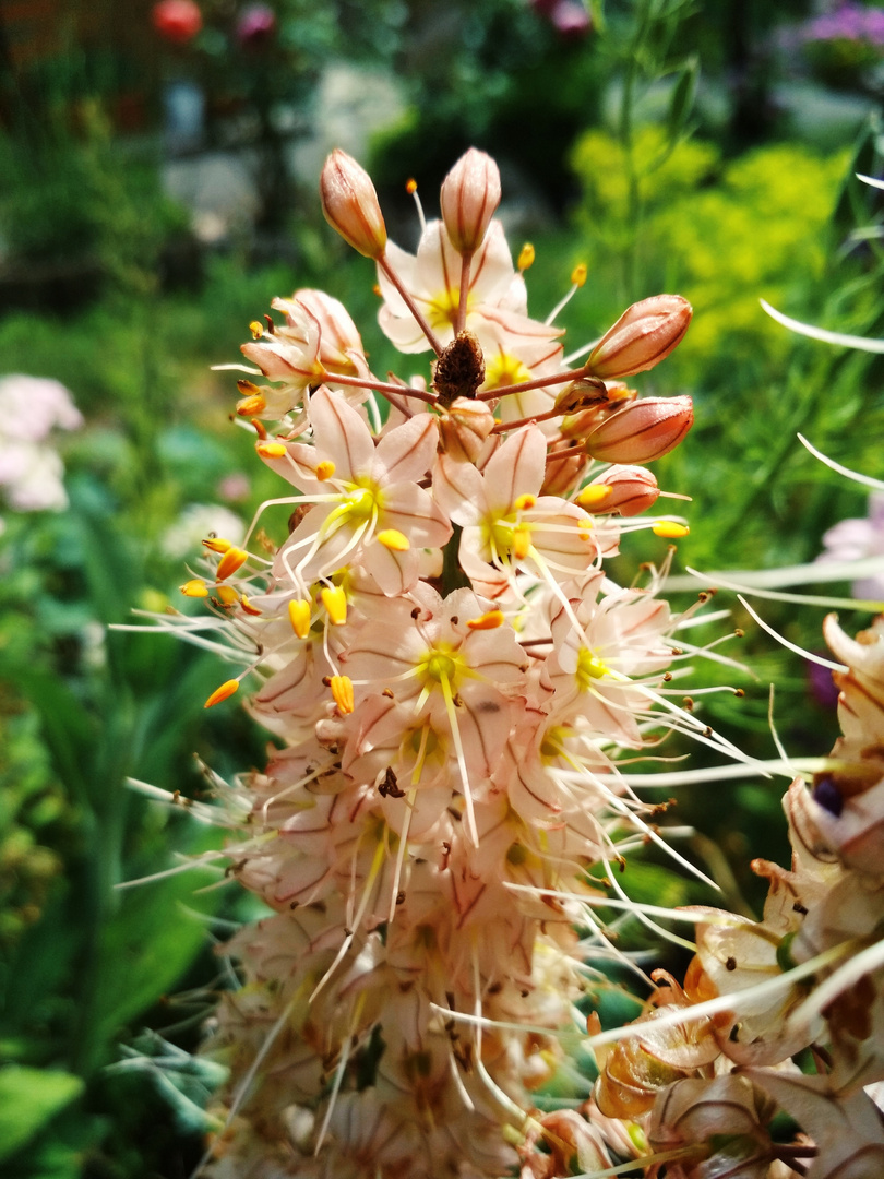 June in garden