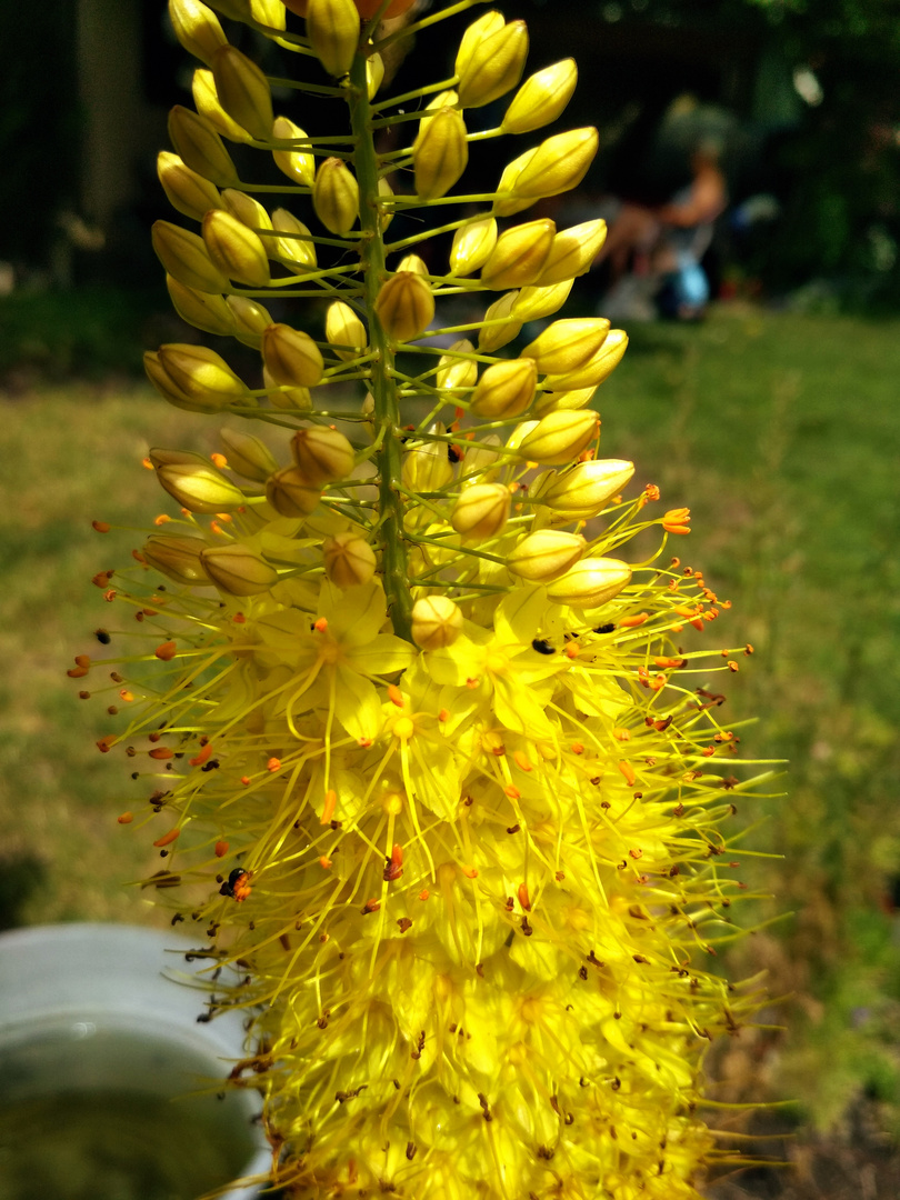 June in garden 