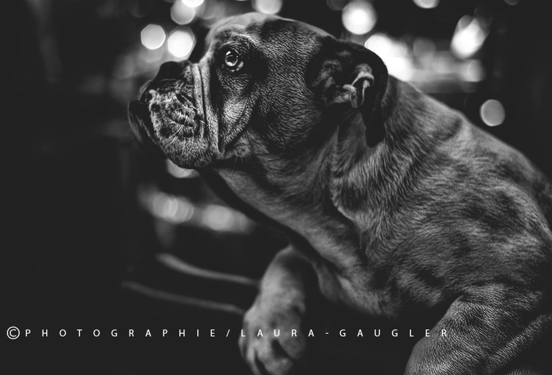 June, jeune Old English Bulldog