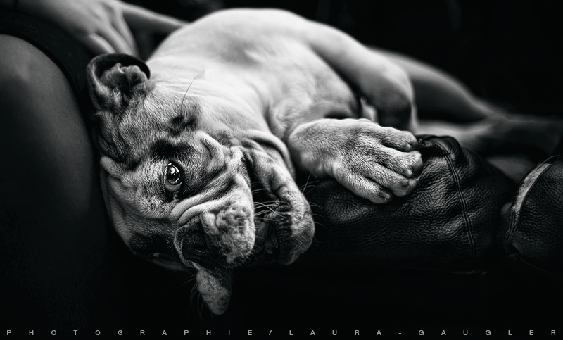 June, Old English Bulldog de 4 mois...