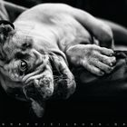 June, Old English Bulldog de 4 mois...