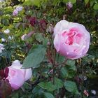 June-Roses