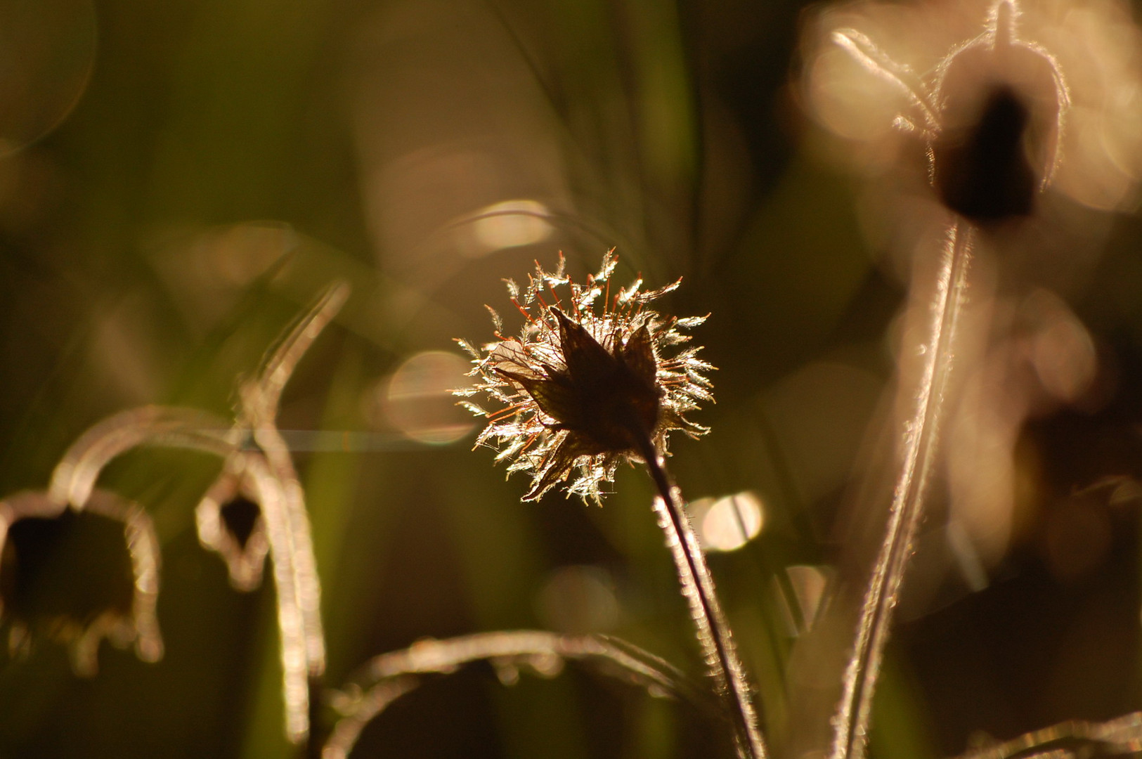 June, sunset