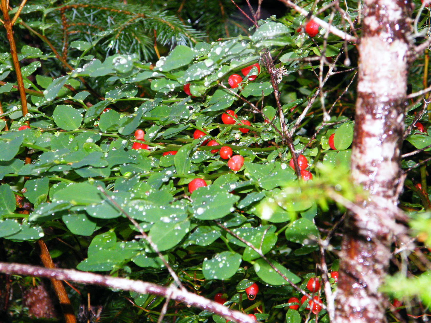 Juneau Rainforest 01