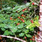 Juneau Rainforest 01