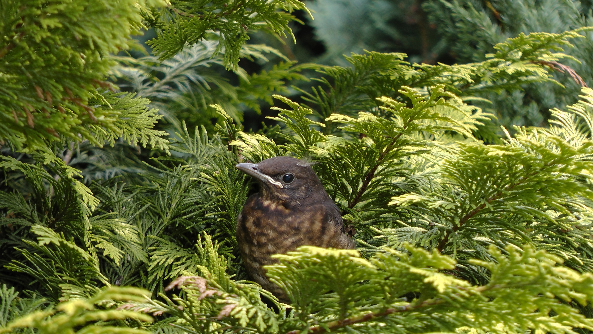 Jung Amsel