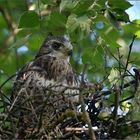 Jung-Bussard