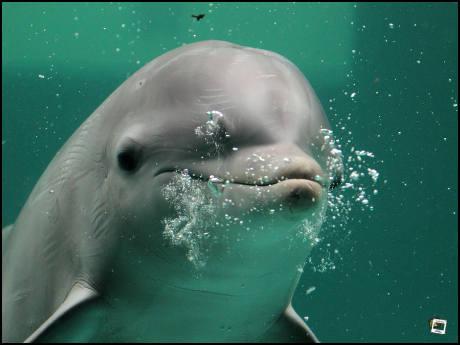 Jung-Delfin im Zoo Duisburg