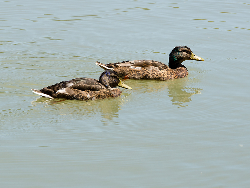 Jung-Enten im Alten Rhein