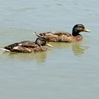 Jung-Enten im Alten Rhein