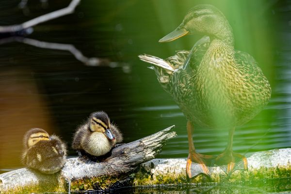 Jung Enten mit Mutter