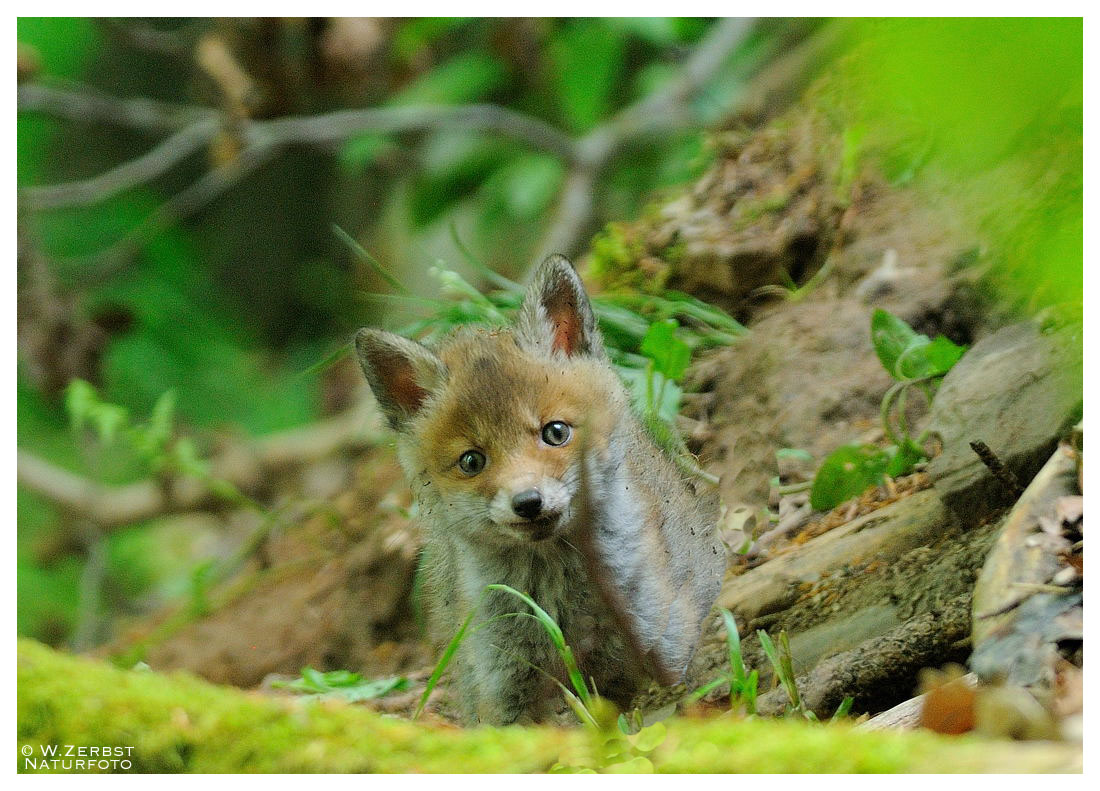 - Jung Fuchs 3 - ( Vulpes vulpes )