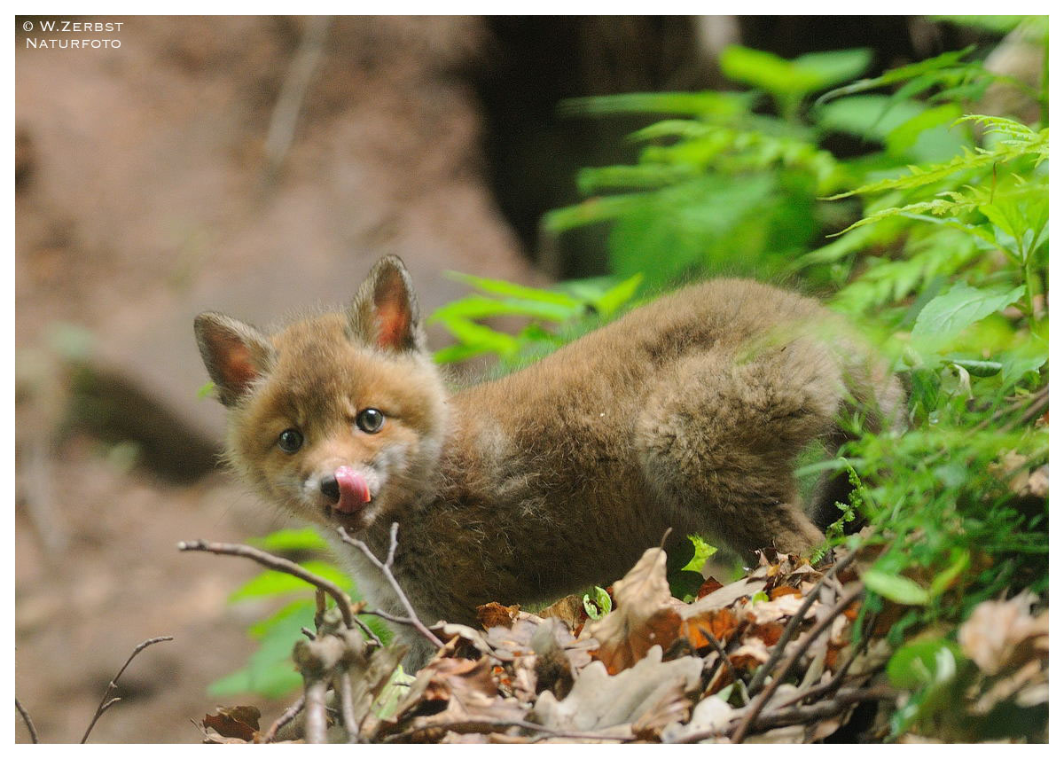 -Jung Fuchs 5 - ( vulpes vulpes )