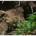 - Jung Fuchs - ( Vulpes vulpes )