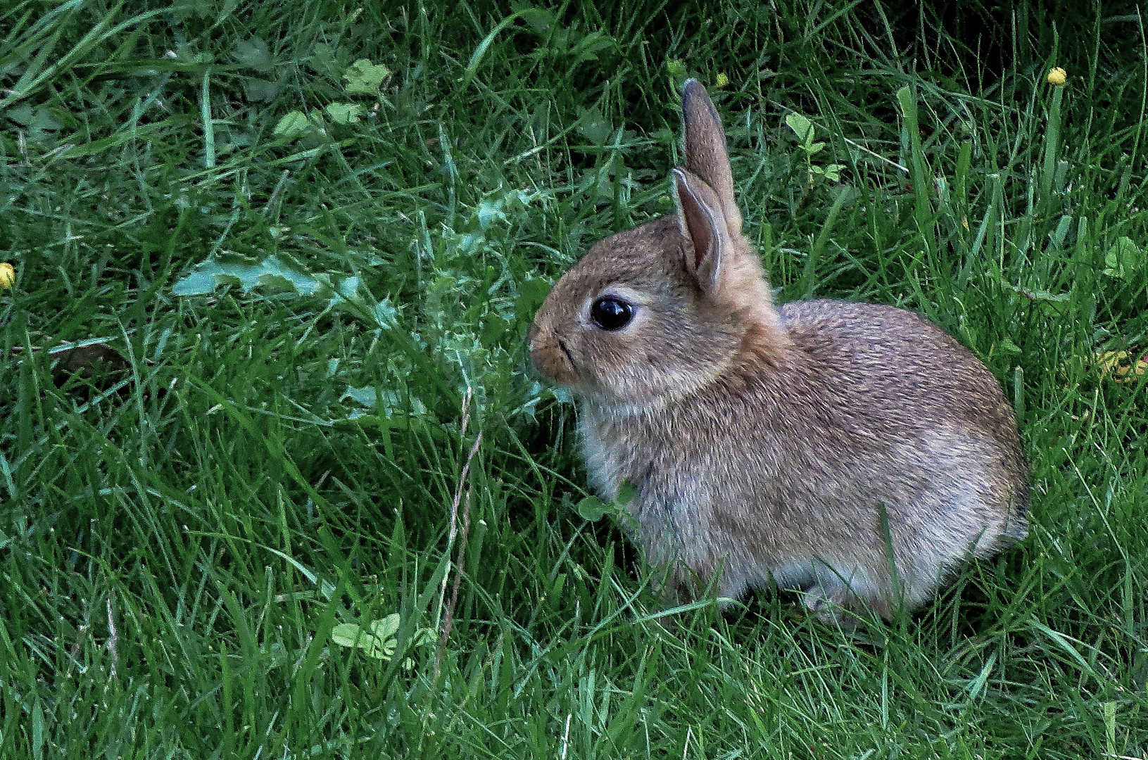 Jung-Kaninchen....