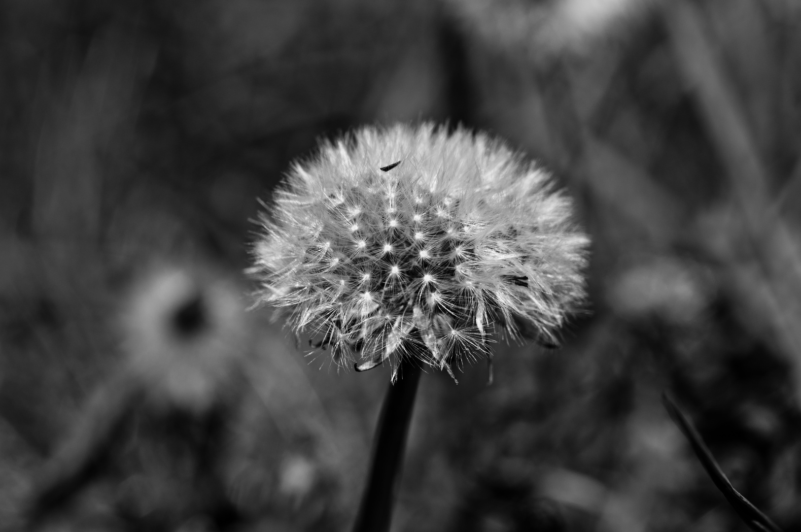 jung Pusteblume