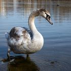 Jung-Schwan am Bruchsee bei Heppenheim