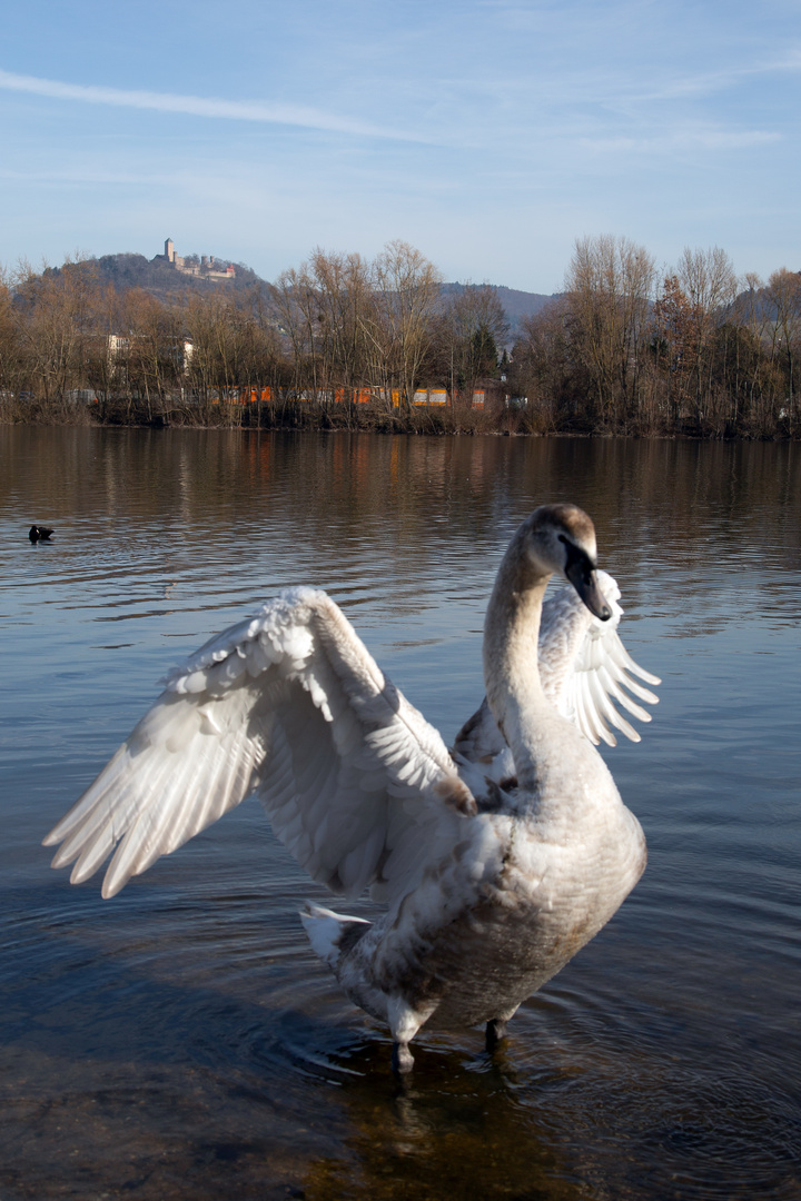 Jung-Schwan am Bruchsee bei Heppenheim