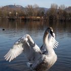 Jung-Schwan am Bruchsee bei Heppenheim