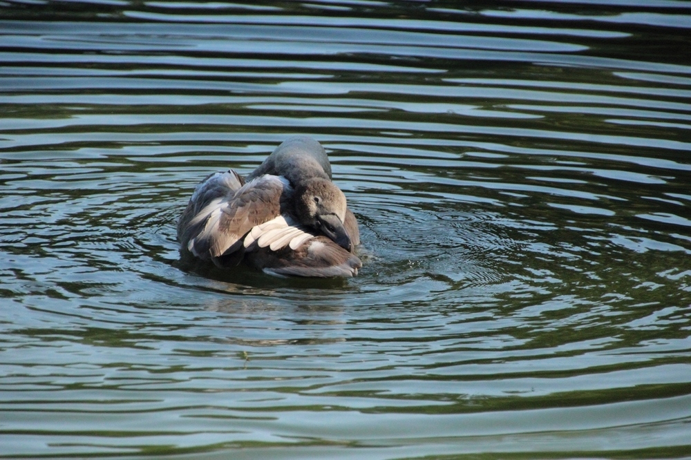 Jung Schwan im See 2012