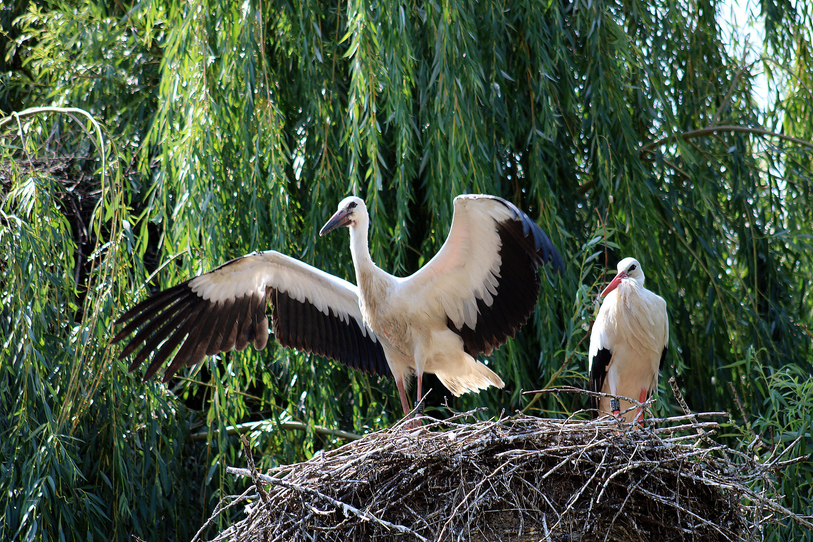 Jung Storch beim ausbreiten der Flügel.