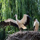 Jung Storch beim ausbreiten der Flügel.