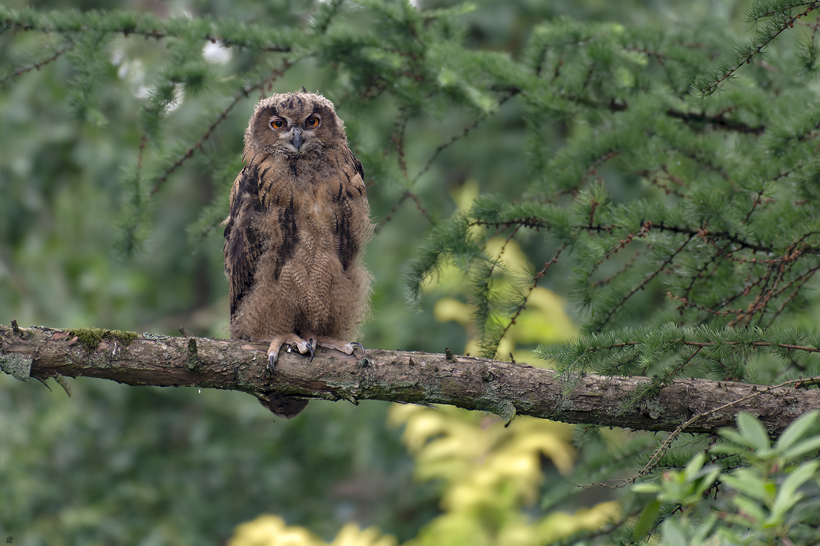 jung Uhu | Bubo bubo