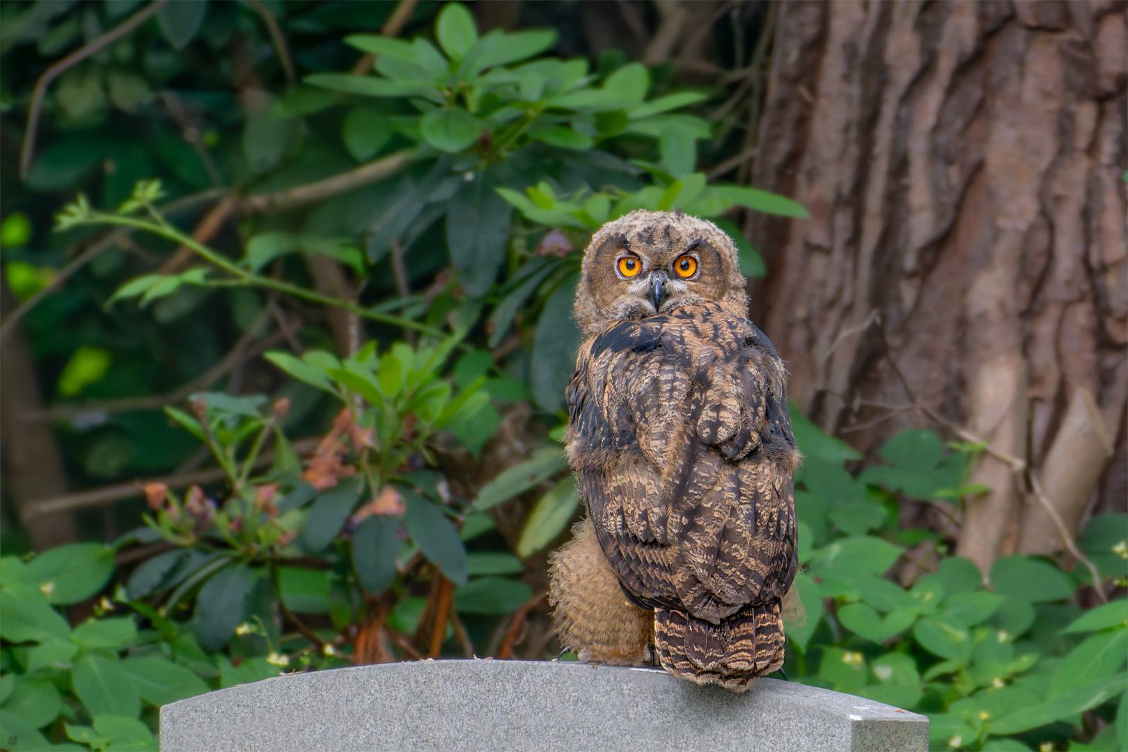 Jung Uhu | Bubo bubo