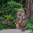 Jung Uhu | Bubo bubo