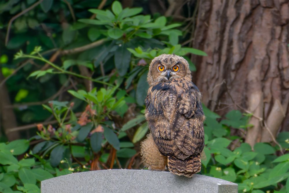 Jung Uhu | Bubo bubo