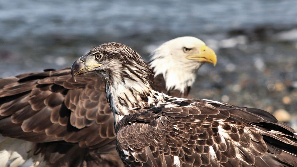 Alt, Feucht Und Wild Alt, Feucht Und Wild