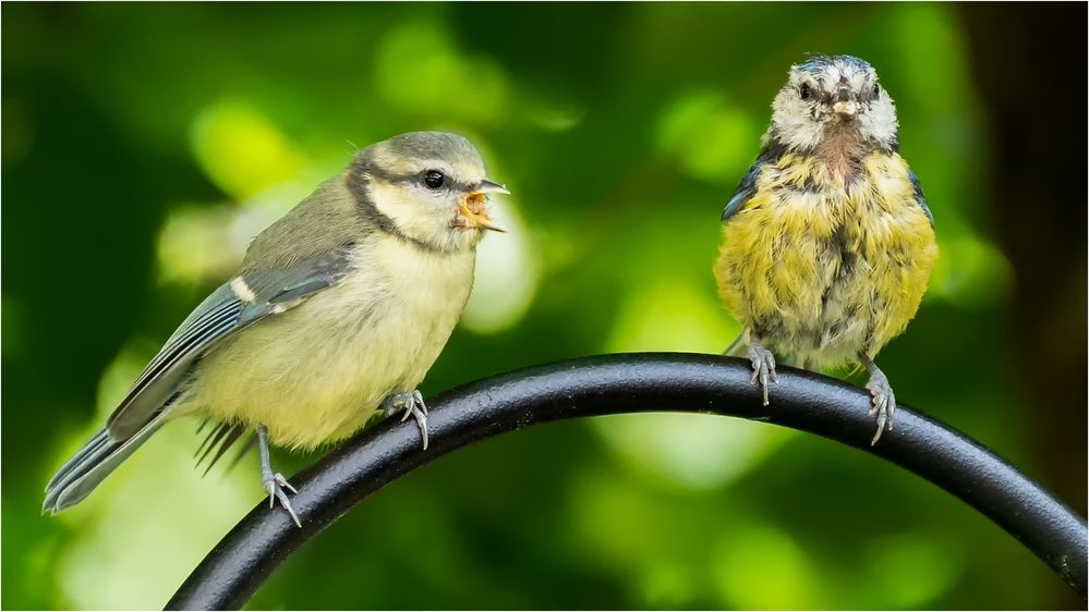 Alt, Feucht Und Wild Alt, Feucht Und Wild