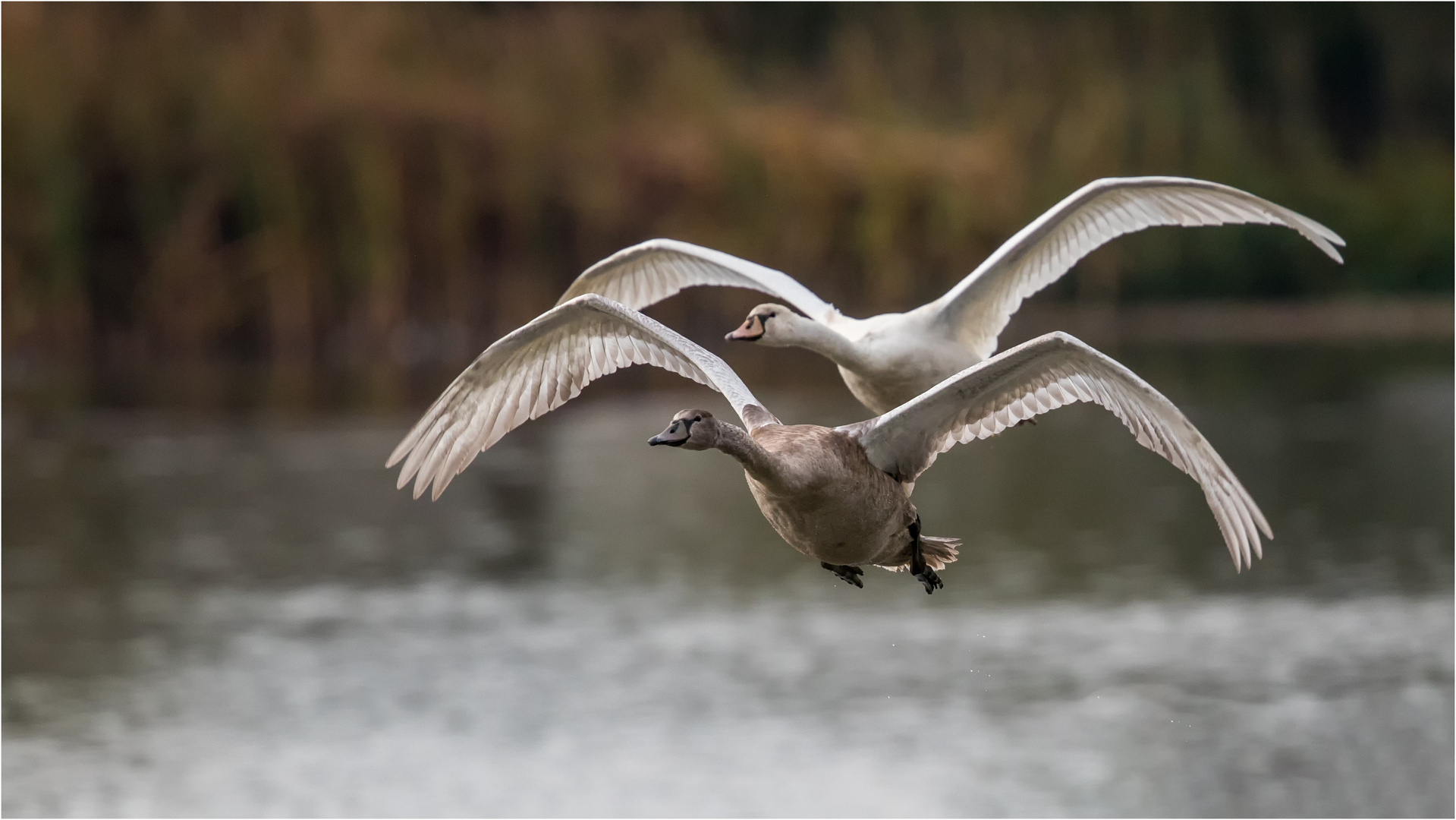 Jung und Alt im Synchronflug  .....