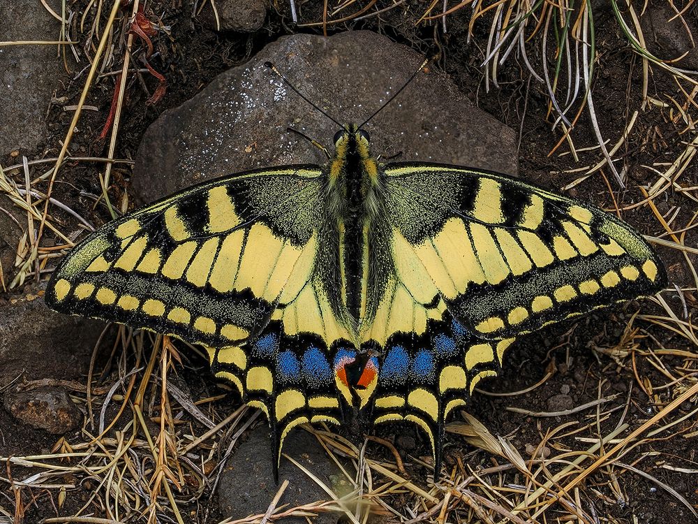 Jung und schön Foto & Bild fotos, makro, natur Bilder auf