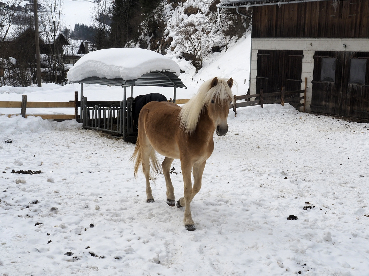 Jung und temperamentvoll