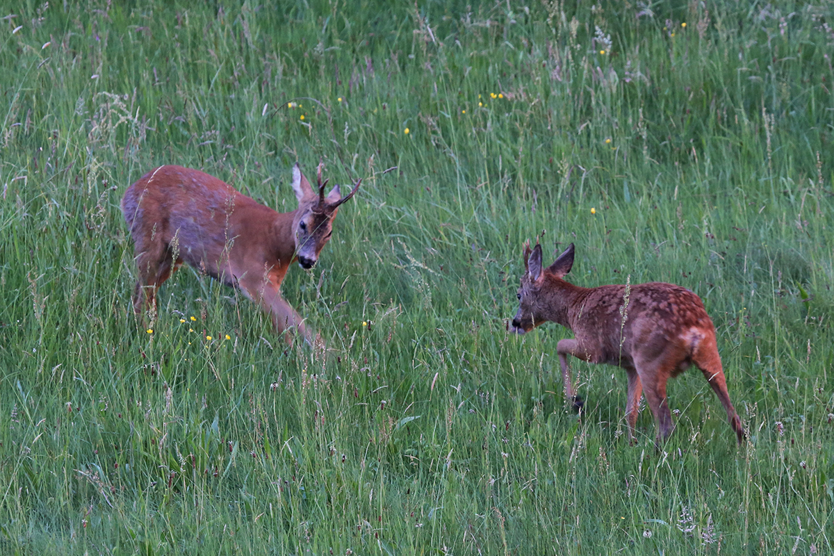 Jung und wild