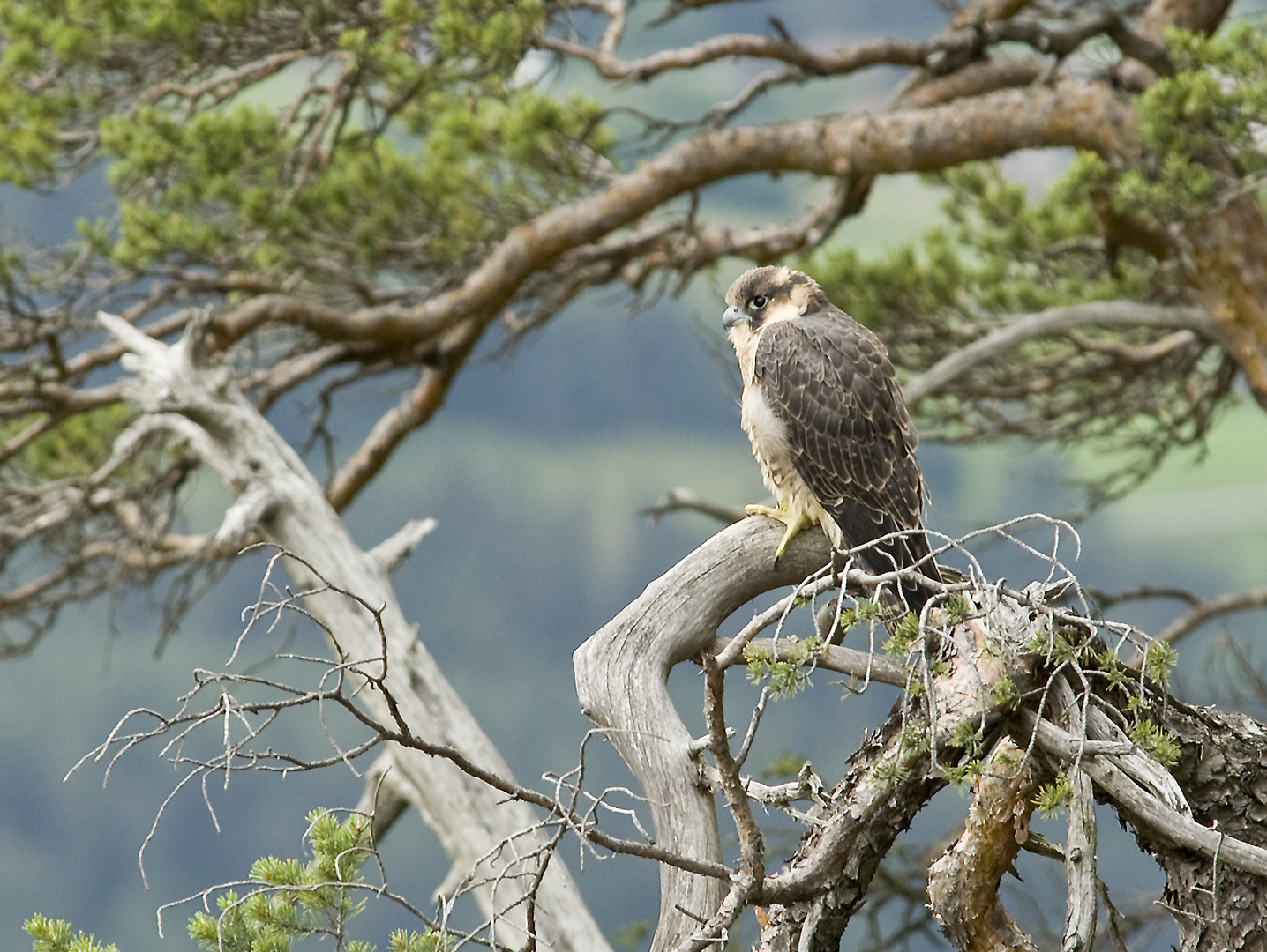 Jung Wanderfalke beim Ausflug