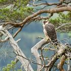 Jung Wanderfalke beim Ausflug