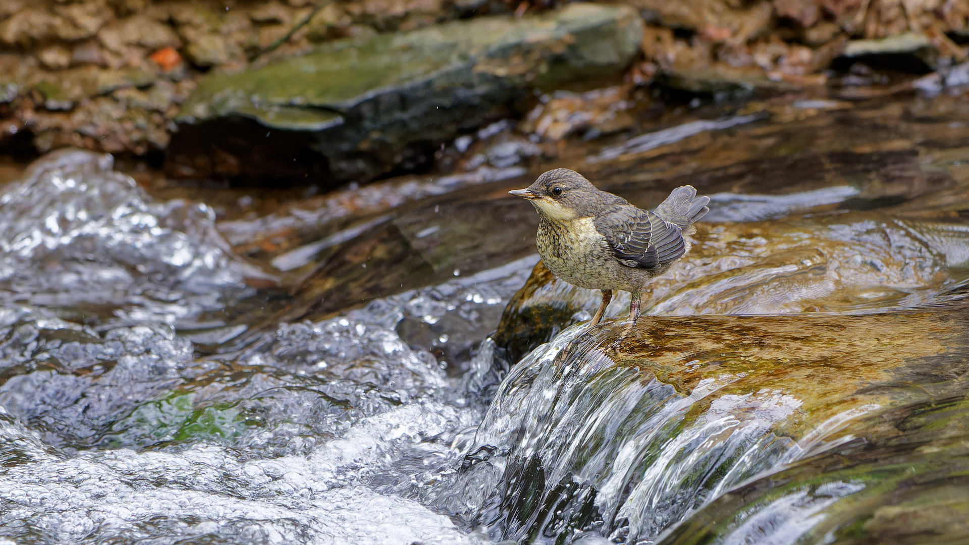 jung Wasseramsel