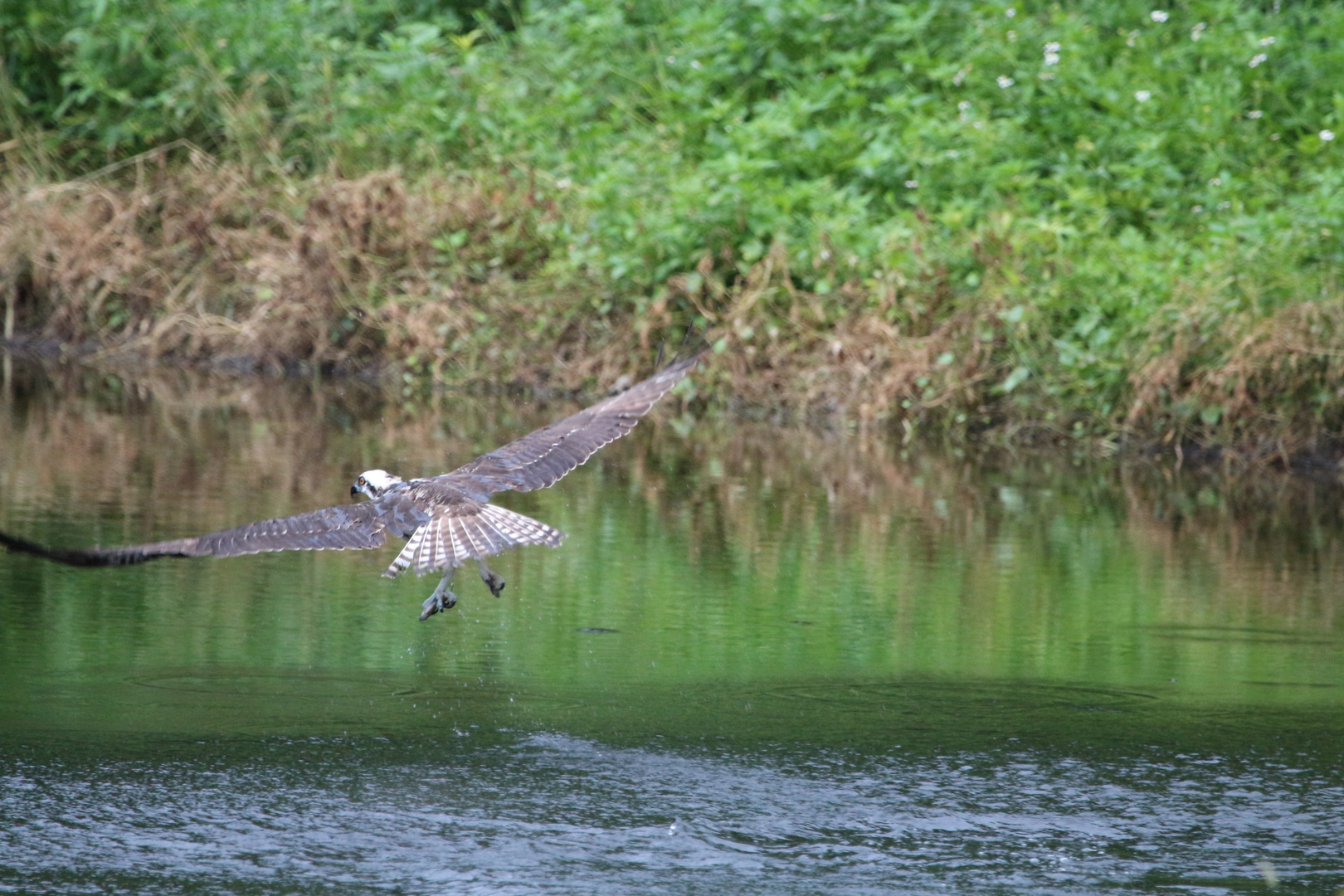 Jungadler beim Fischfang