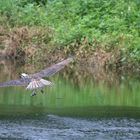 Jungadler beim Fischfang