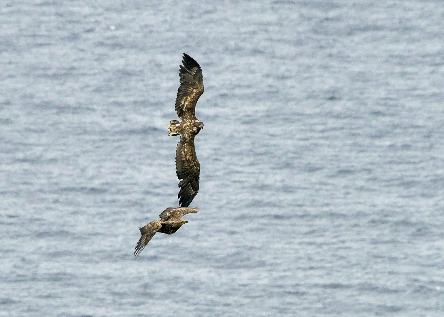 Jungadler im Flug 