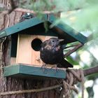 Jungamsel am Vogelhäuschen