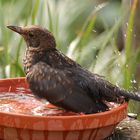 Jungamsel  beim baden 1