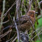 Jungamsel zwischen den dürren Zweigen