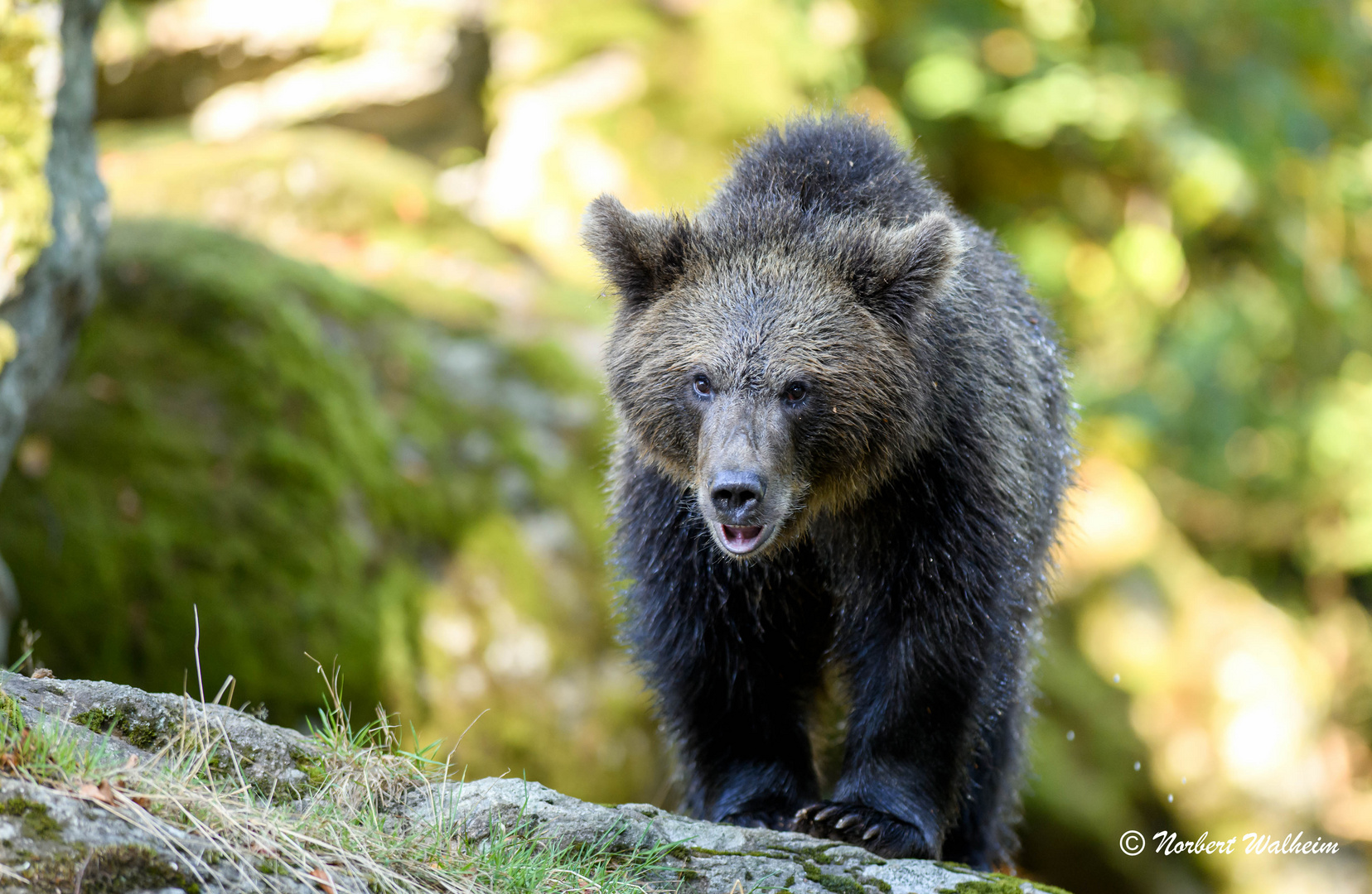 Jungbär auf dem Weg zum Bad