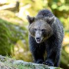 Jungbär auf dem Weg zum Bad