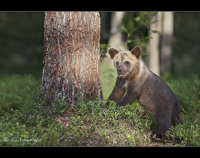 Jungbär - Finnland