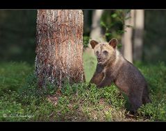 Jungbär - Finnland