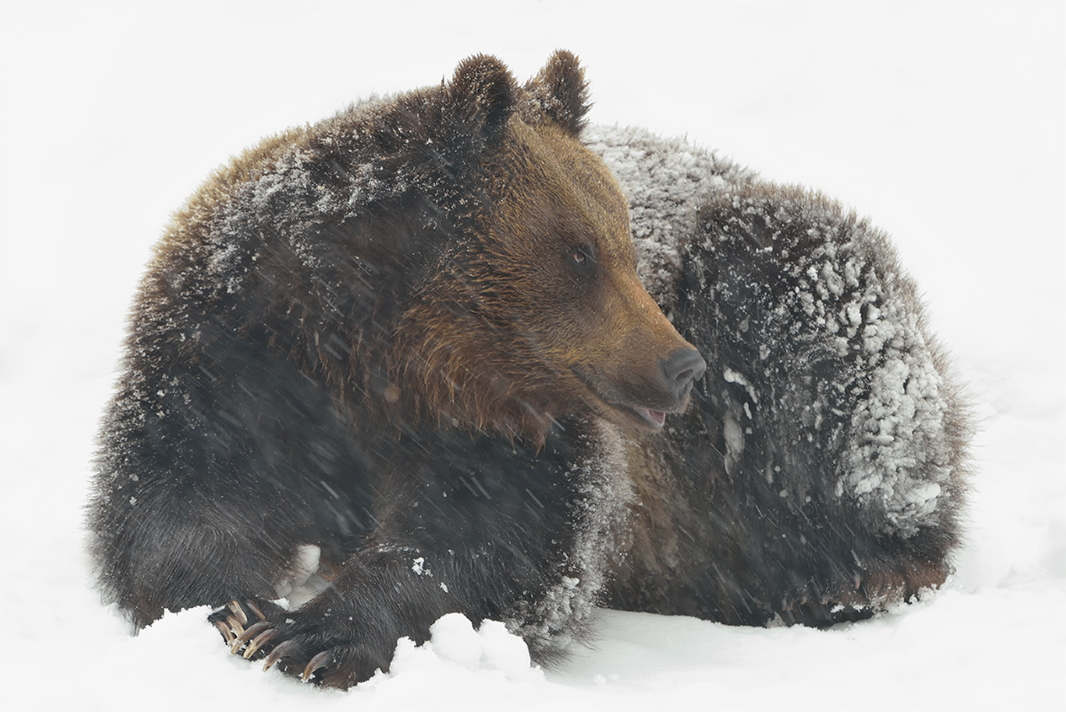 Jungbär im Schneetreiben